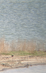Himantopus mexicanus