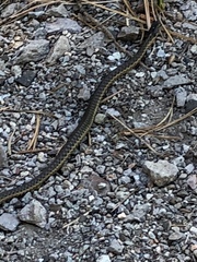 Thamnophis couchii