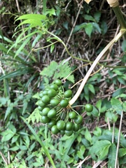 Smilax nipponica