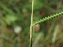 Hordeum secalinum
