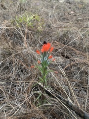 Castilleja nervata