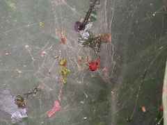 Araneae