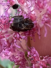 Valgus canaliculatus