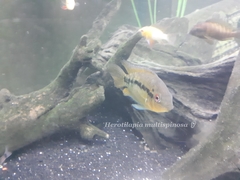 Herotilapia multispinosa