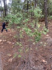 Vaccinium stenophyllum
