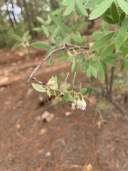 Vaccinium stenophyllum