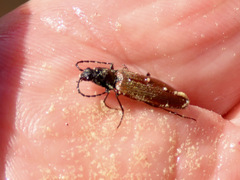 Acteniceromorphus sagiticollis