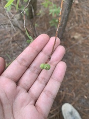 Vaccinium stenophyllum