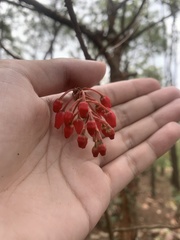 Comarostaphylis glaucescens