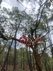 Comarostaphylis glaucescens