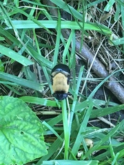 Cuterebra abdominalis