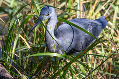 Egretta caerulea