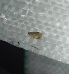 Adoxophyes privatana