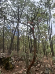 Comarostaphylis glaucescens