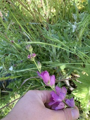Sidalcea malviflora patula