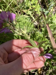 Sidalcea malviflora patula