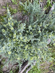 Maireana pyramidata