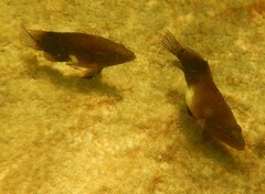 Serranus subligarius
