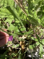 Sidalcea malviflora patula