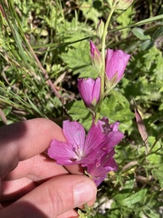 Sidalcea malviflora patula