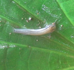 Trichomycterus taenia