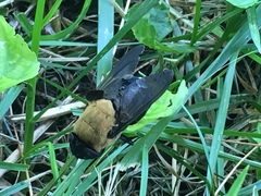 Cuterebra abdominalis