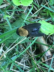 Cuterebra abdominalis