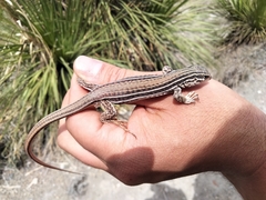 Aspidoscelis costatus