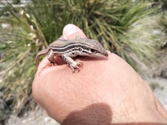 Aspidoscelis costatus