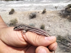 Aspidoscelis costatus