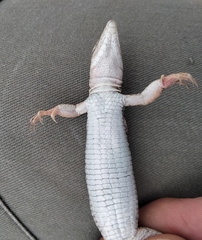 Aspidoscelis costatus