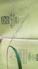 Festuca subverticillata