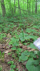 Festuca subverticillata