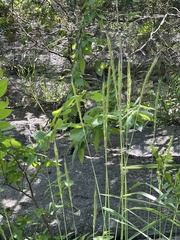 Elymus glaucus mackenziei