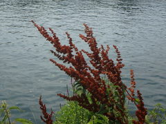 Rumex cristatus