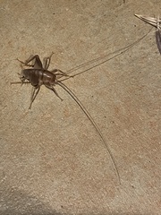 Ceuthophilus hesperus