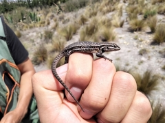 Sceloporus megalepidurus