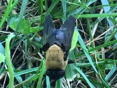 Cuterebra abdominalis