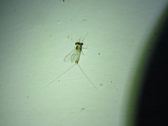 Maccaffertium modestum