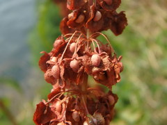 Rumex cristatus