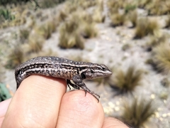 Sceloporus megalepidurus