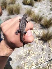 Sceloporus megalepidurus