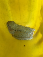 Osteopilus vastus