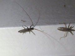 Hippopsis lemniscata