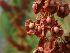 Rumex cristatus