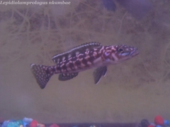 Lepidiolamprologus kendalli