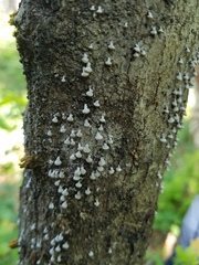 Porodisculus