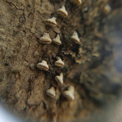 Porodisculus