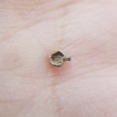 Porodisculus