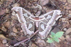 Rothschildia cinctus